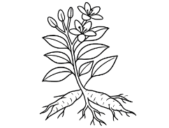 Fadogia Agrestis icon